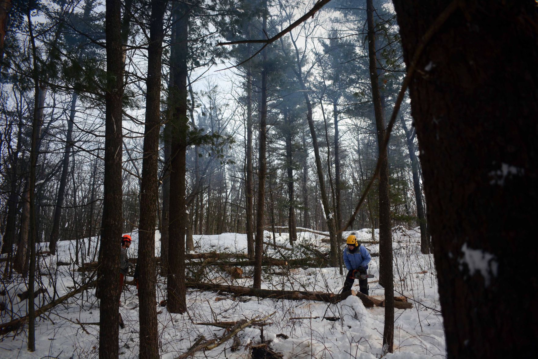 Devil's Lake east bluff stewardship work